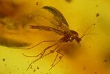 Fossil Springtail (Collembola) & Flies (Diptera) In Baltic Amber #150739-3